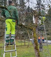 Apfelbaum Rückschnitt 