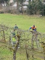 Apfelbaum Rückschnitt 