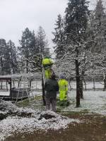 Apfelbaum Rückschnitt 