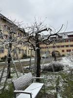 Apfelbaum Rückschnitt 
