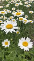 Blume20garten1_original
