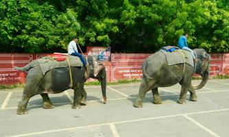 Elefant_3_11zon_original