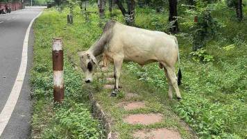 Stier_4_11zon_original