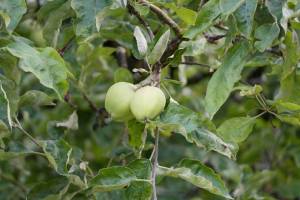 apfel_original