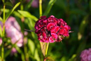 blumenff_original