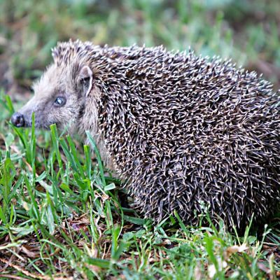 Igel-Alarm im Katzennapf