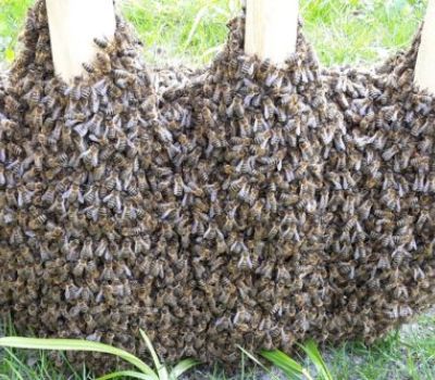 Bienenschwarm