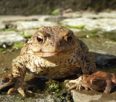 Erdkroete Bufo Bufo
